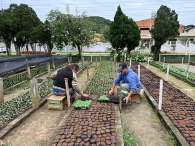 Horto de Itajaí inspira cidades catarinenses com seu paisagismo