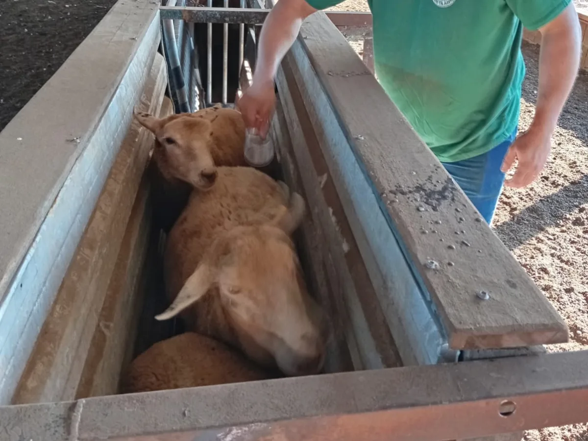 Parceria entre Sebrae/SC e Prefeitura Municipal de Chapecó impulsiona criação de ovinos e caprinos
