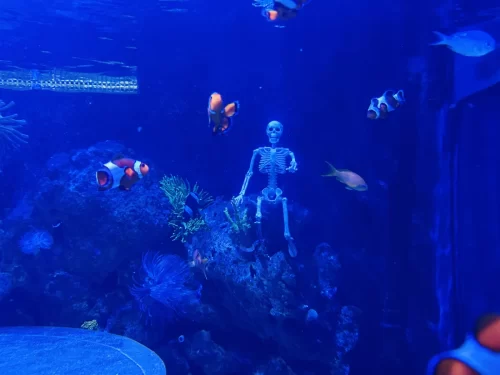 Aquário de Balneário Camboriú celebra o Halloween com experiência subaquática
