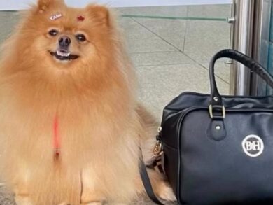 Criança autista ganha direito de andar com cão de suporte em condomínio