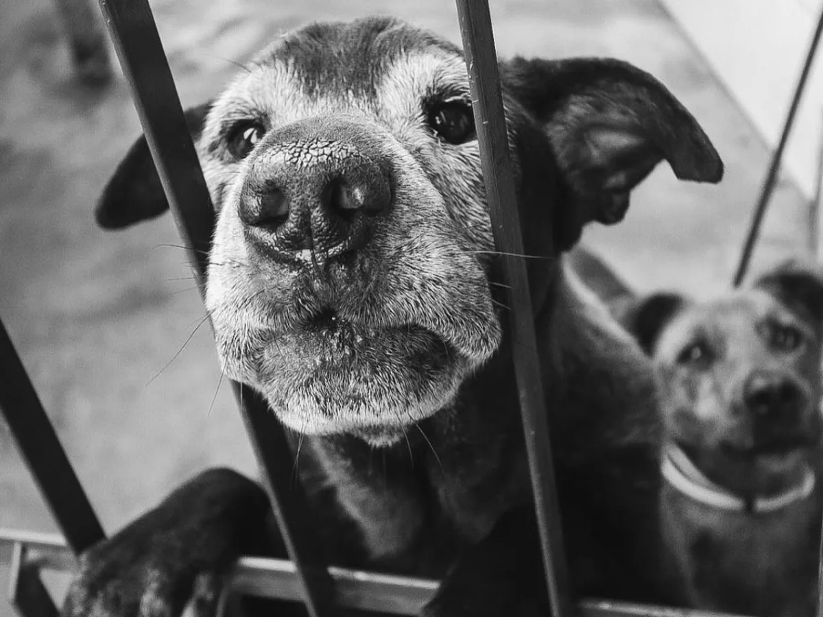 A longa espera dos cães que esperam por um lar na Dibea de Florianópolis
