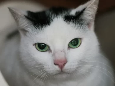 Florianópolis promove mutirões de castração gratuita para gatos nesta semana