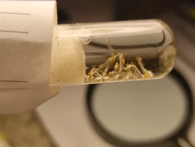 São José intensifica ações para conter o mosquito da dengue diante do aumento de casos