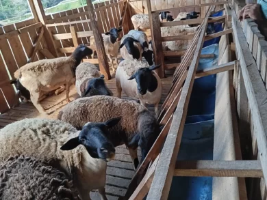 Parceria entre Sebrae/SC e Prefeitura Municipal de Chapecó impulsiona criação de ovinos e caprinos