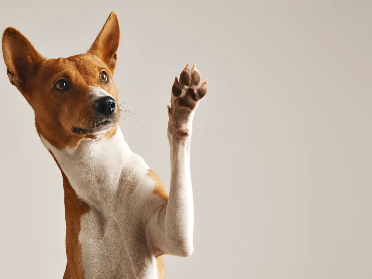 Feira de Adoção PET reúne cães e gatos em busca de um lar amoroso