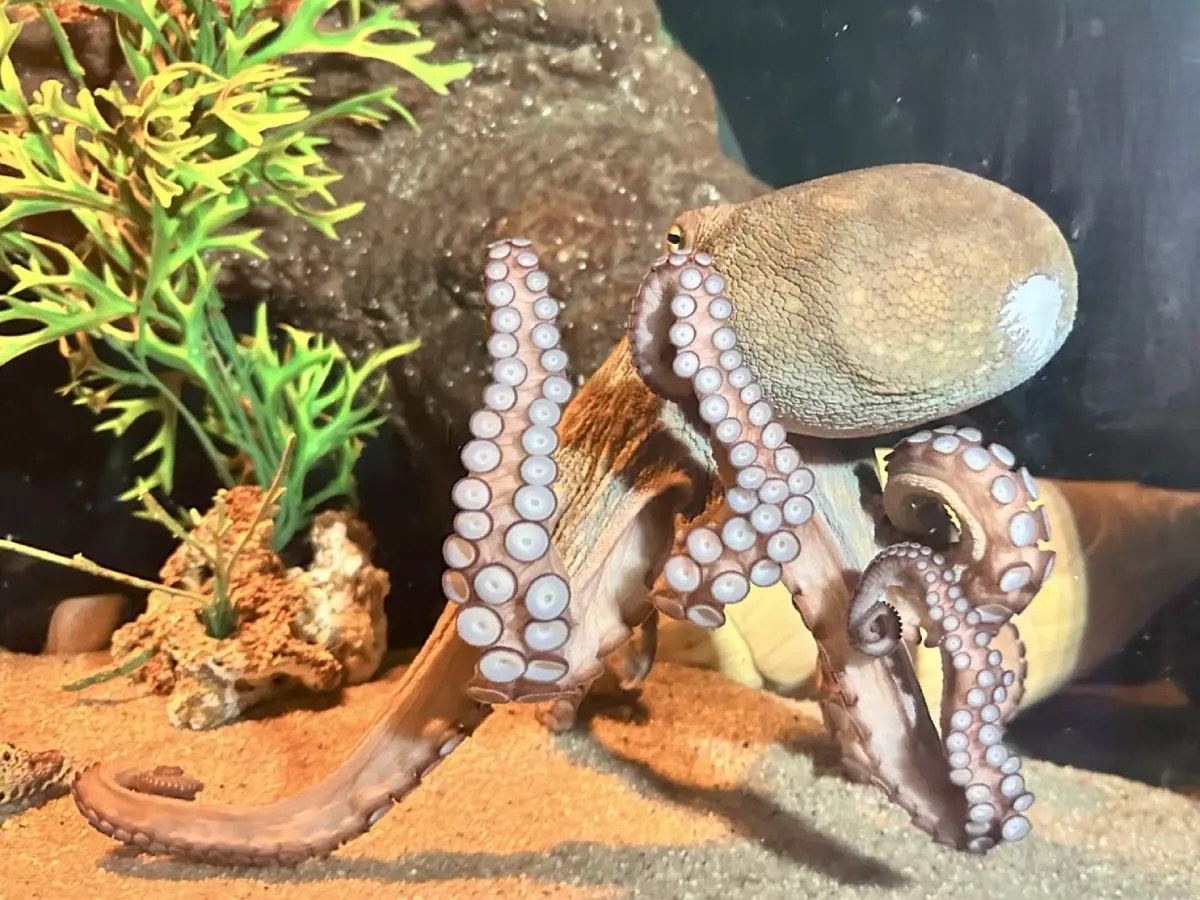 Visitantes se surpreendem com as curiosidades do polvo em SC