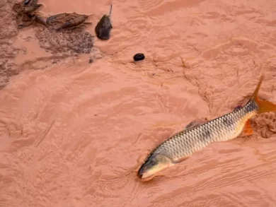 Samarco e Vale são multadas por gastos não dedutíveis em reparação ambiental