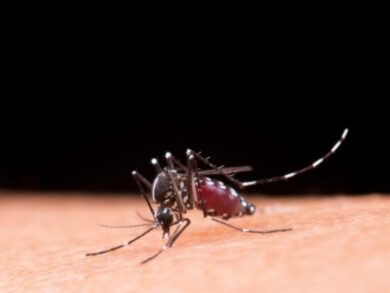 Casos de dengue caem, mas risco de surto ainda preocupa