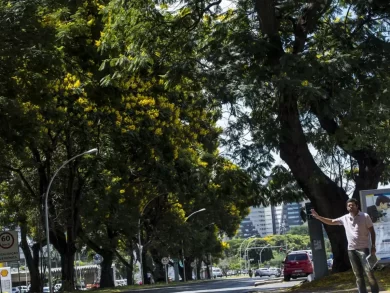 Arborização urbana será prioridade no novo plano lançado pelo governo