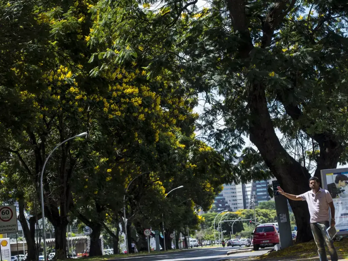 Arborização urbana será prioridade no novo plano lançado pelo governo