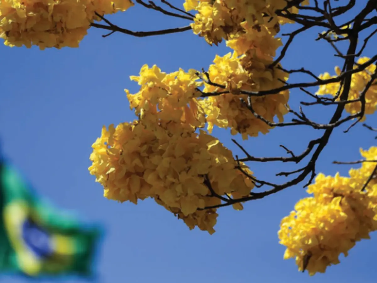 Índice de confiança da população no Governo do Brasil mostra avanços em 2025