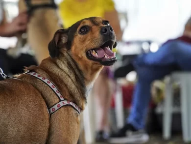 Novos mutirões ampliam o acesso à castração gratuita em São José