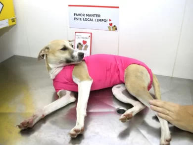 Mutirão de castração promove cuidado e bem-estar animal em São José