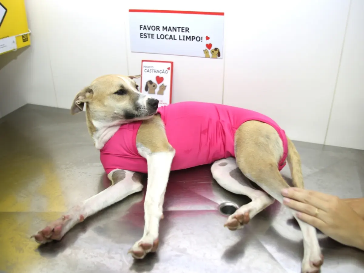 Mutirão de castração promove cuidado e bem-estar animal em São José