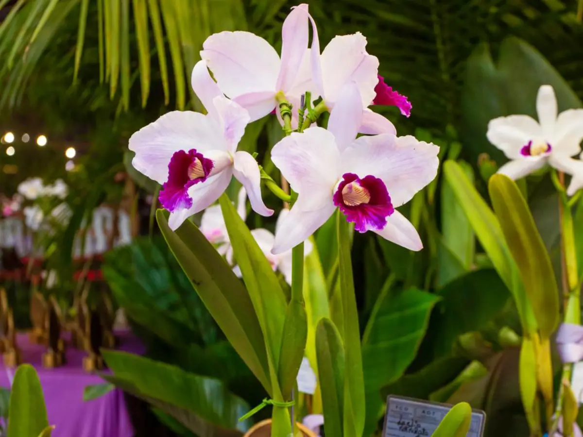 85º Festa das Flores de Joinville celebra tradição com edição mais florida da história