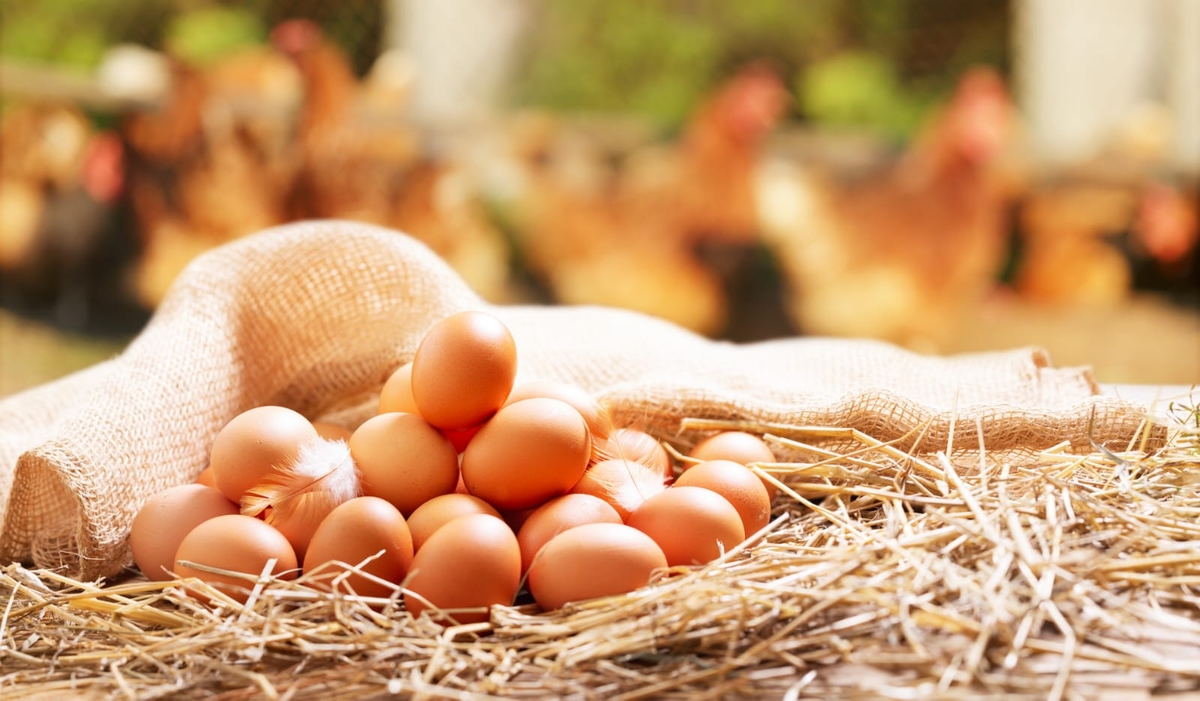 Giraffas reforça norma de uso obrigatório de ovos cage-free