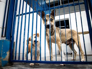 As obras do primeiro Hospital Veterinário público avançam com assinatura da nova ordem de serviço