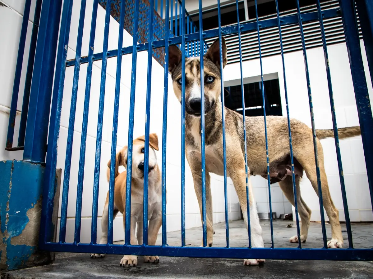 As obras do primeiro Hospital Veterinário público avançam com assinatura da nova ordem de serviço
