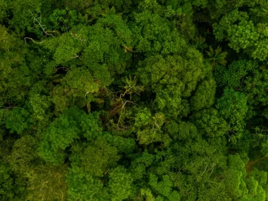Recurso do MPSC leva STJ a determinar novo julgamento sobre área de preservação