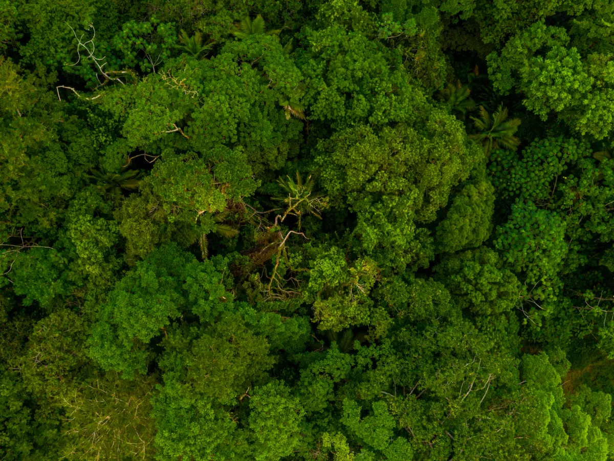 Recurso do MPSC leva STJ a determinar novo julgamento sobre área de preservação