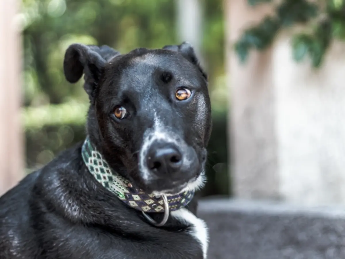 Lei que protege cães e gatos comunitários entra em vigor em Santa Catarina