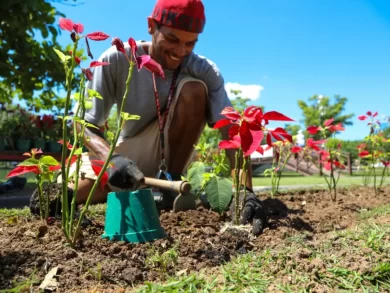 Flores da decoração do Natal em Blumenau passam a integrar parques da cidade