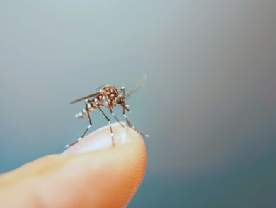 Tecnologia cria proteção contínua contra o Aedes aegypti