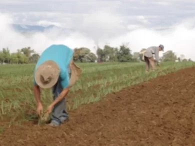 Alesc discute medidas para produtores de cebola em SC