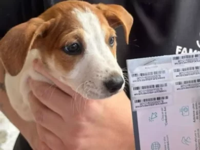MPSC atua em caso de maus-tratos e assegura cuidado a 70 cães