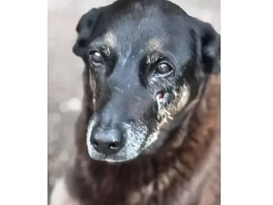 Polícia pede apreensão de passaporte em caso da morte do cão Orelha