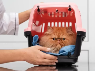Abertura de empresas no mercado pet cresce com público gateiro