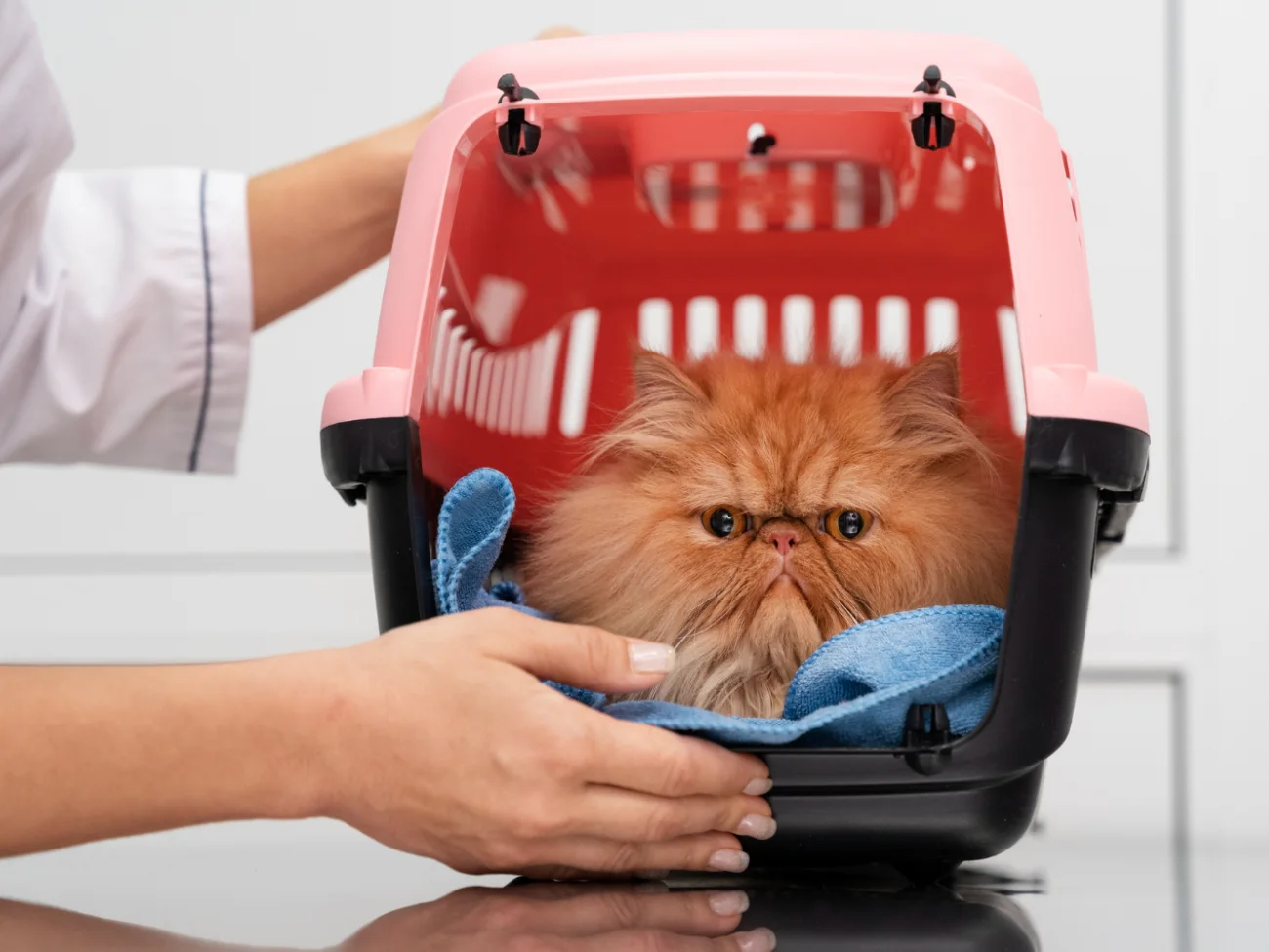 Abertura de empresas no mercado pet cresce com público gateiro