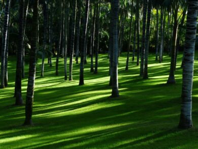 Mercado de carbono impulsiona a agenda ambiental e econômica