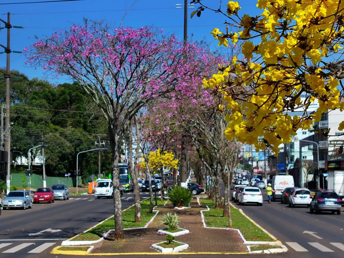 População de Chapecó poderá opinar na revisão do Plano de Arborização Urbana