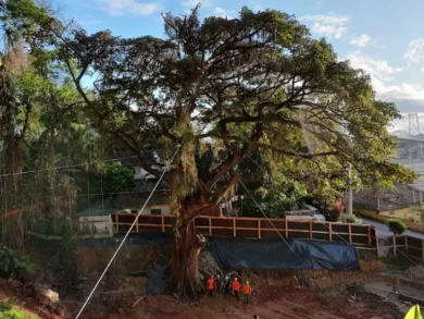 Iniciativas de arborização marcam ações de startup em Florianópolis