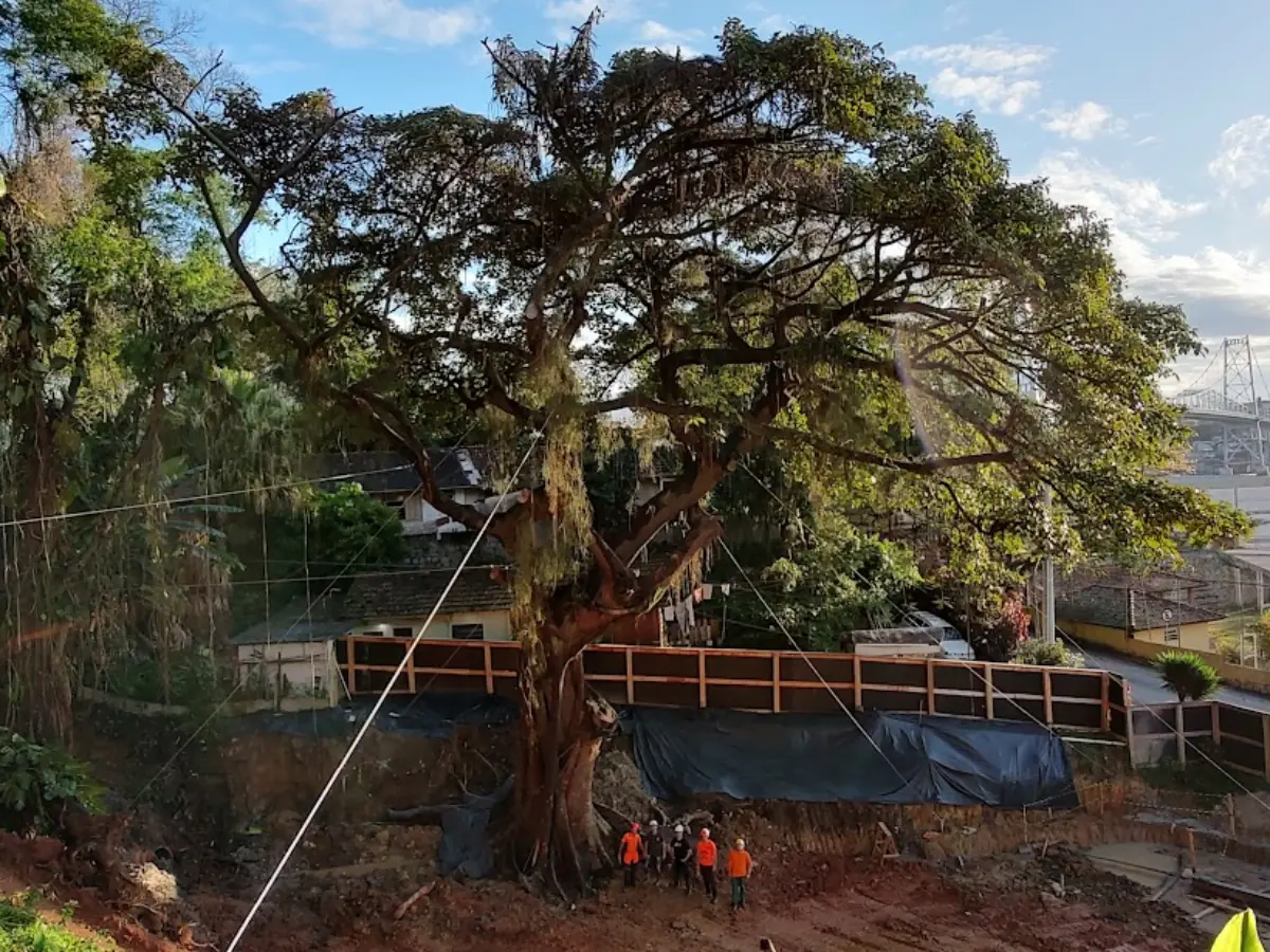 Iniciativas de arborização marcam ações de startup em Florianópolis