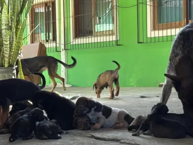 Polícia Civil resgata 28 cães em Florianópolis após denúncias