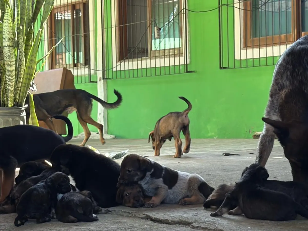 Polícia Civil resgata 28 cães em Florianópolis após denúncias