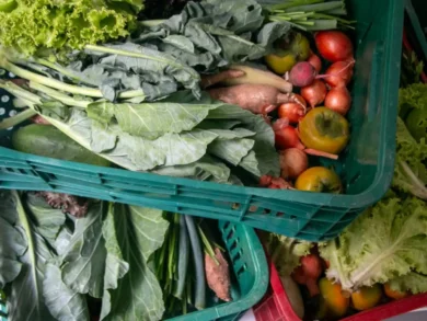 Projeto da UFSC conecta produtores orgânicos a consumidores na Grande Florianópolis