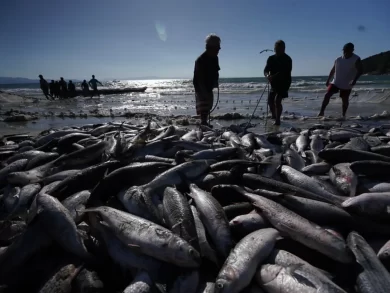 Nova portaria muda regras da pesca da tainha em Santa Catarina