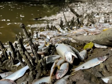 Morte de peixes