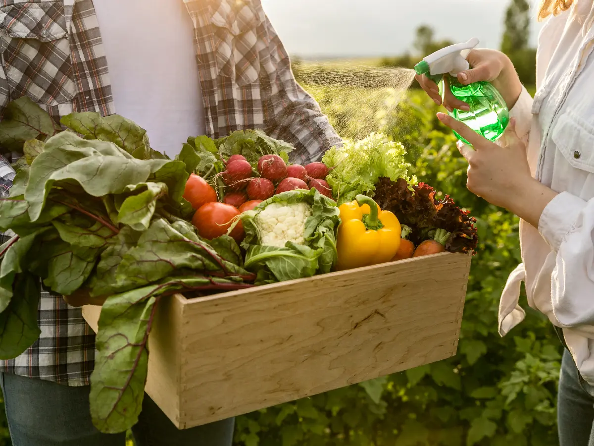 Agricultura familiar fortalece merenda escolar e economia local em Palhoça