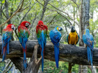 Blumenau lança guia de observação de aves para impulsionar turismo de natureza