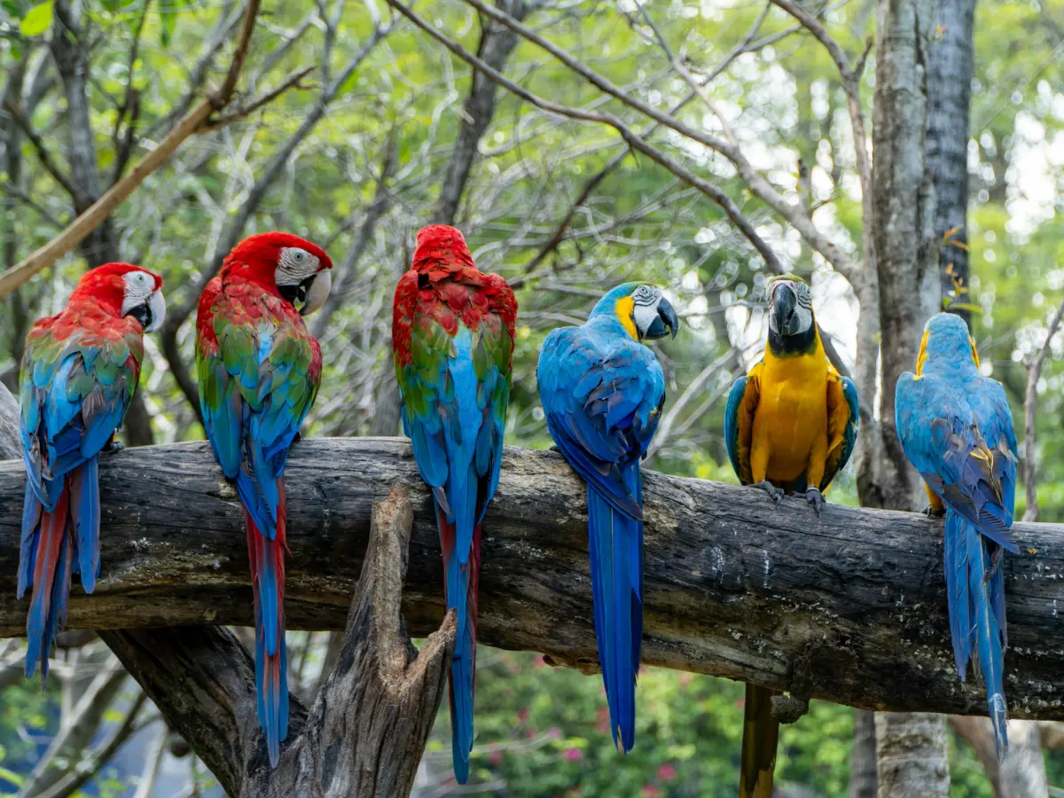 Blumenau lança guia de observação de aves para impulsionar turismo de natureza