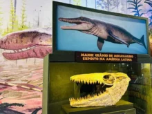 Museu de dinossauros em Balneário Camboriú exibe fósseis raros e aposta em experiência imersiva