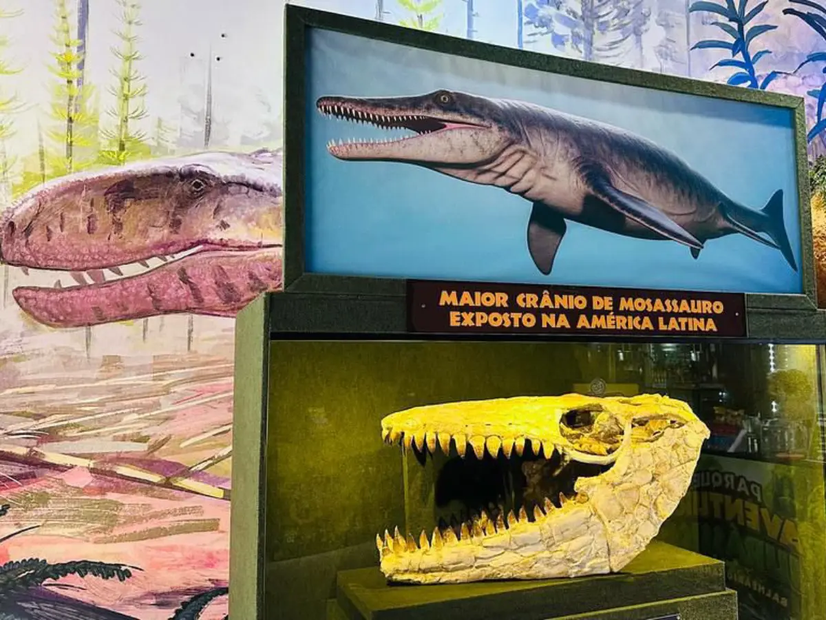 Museu de dinossauros em Balneário Camboriú exibe fósseis raros e aposta em experiência imersiva