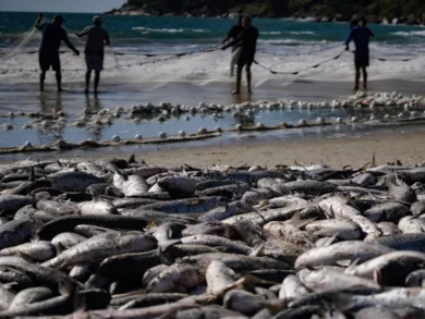 Safra da tainha em Santa Catarina já ultrapassa 200 toneladas capturadas