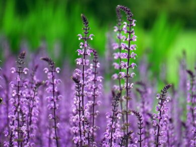 Plantas exigem cuidados específicos conforme o ambiente