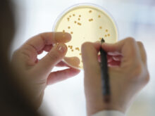 Probióticos em vez de antibióticos na produção animal