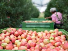 Umidade e a temperatura ameaçam exportação de alimentos